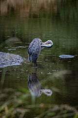 Heron on the Lake