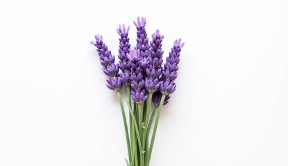 Fototapeta premium Lavender Flowers Tied With String On White Background 