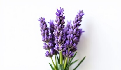 Obraz premium Lavender Flowers Tied With String On White Background 