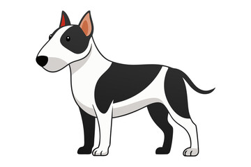 Bull Terrier dog isolated on white background. Dog breed Staffordshire Bull Terrier.