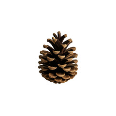 pine cone isolated on white