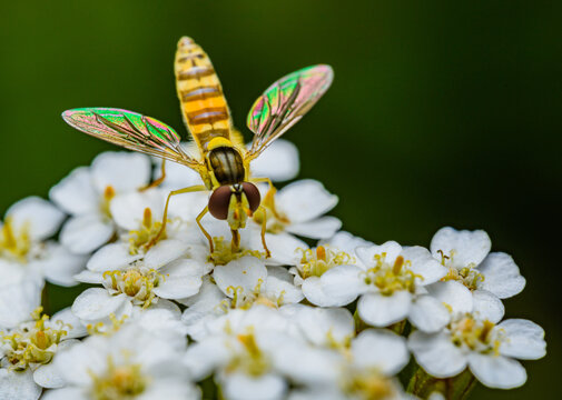 hoverfly sitting on white flower - Powered by Adobe