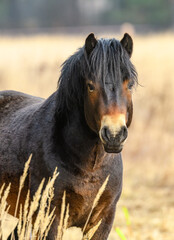 wild exmoor pony front portrait