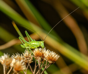 small green grasshopper on dry vegetation
