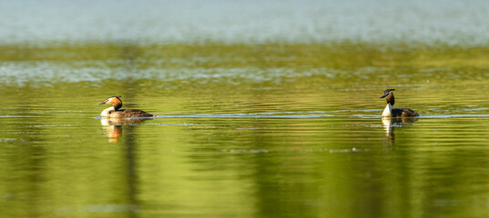 great crested grebe (Podiceps cristatus) swimming