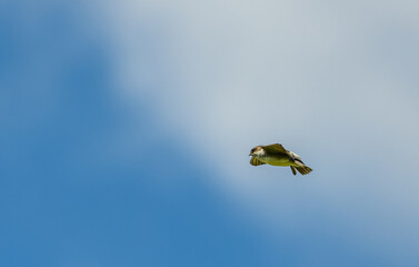 house martin (Delichon urbicum) in flight