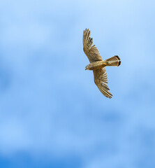 common kestrel (Falco tinnunculus) in flight