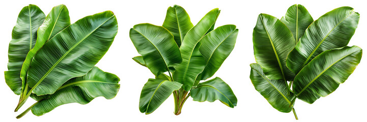 A cluster of banana leaves overlapping layers rich green hues with realistic texture isolated on white and transparent background