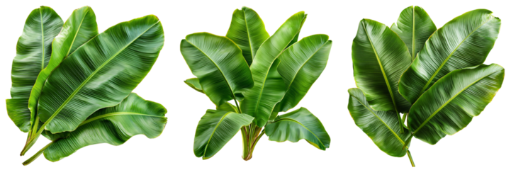 A cluster of banana leaves overlapping layers rich green hues with realistic texture isolated on white and transparent background