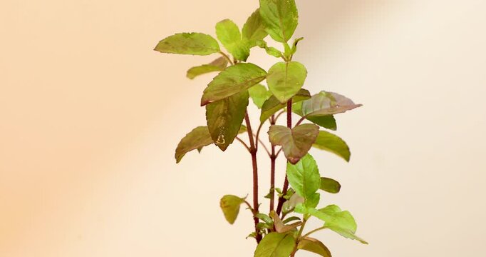 Closeup of a Holy basil  plant in a room with pink background