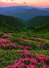 amazing flowering  red pink rhododendrons flowers in the mountains, amazing panoramic nature scenery	