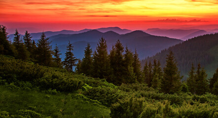 amazing flowering  red pink rhododendrons flowers in the mountains, amazing panoramic nature scenery	