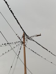 Rows of birds resting on electric cable 