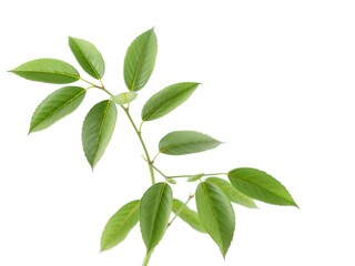 A beautifully styled image of a green plant against a crisp white background, clean lines, white background, monochrome