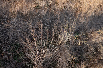 Fototapeta premium Dried yellow grasses of winter