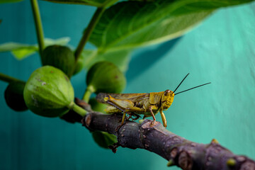 Wood locusts against a background of figs