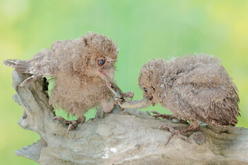 Two young Javan scops owls are preying on a skink. This nocturnal bird has the scientific name Otus lempiji.