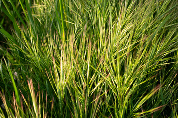 Dried green grasses on a sunny day