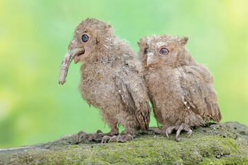Two young Javan scops owls are preying on a skink. This nocturnal bird has the scientific name Otus lempiji.