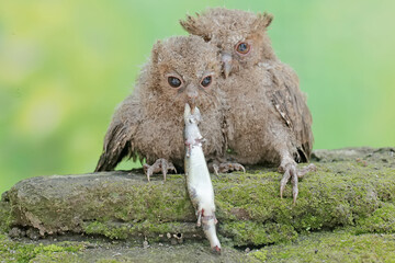 Two young Javan scops owls are preying on a skink. This nocturnal bird has the scientific name Otus lempiji.