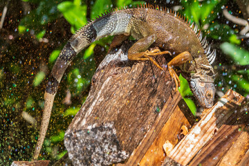 Iguana in a Sprinkler