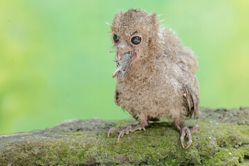 A young Javan scops owl preying on a skink. This nocturnal bird has the scientific name Otus lempiji.