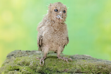 A young Javan scops owl preying on a skink. This nocturnal bird has the scientific name Otus lempiji.