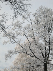 Trees covered in a fresh snow fall