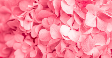 Obraz premium Pink flowers close up. Bouquet of red flowers. City flower beds, a beautiful and well-groomed garden with flowering bushes.