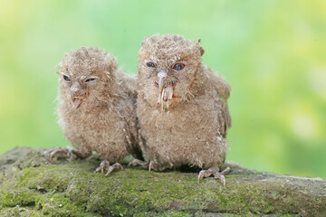 Two young Javan scops owls are preying on crickets. This nocturnal bird has the scientific name...