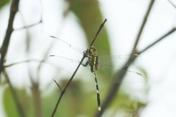 Dragonfly on a branch in a tropical forest.