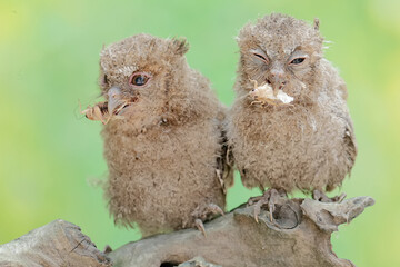 Two young Javan scops owls are preying on crickets. This nocturnal bird has the scientific name Otus lempiji.
