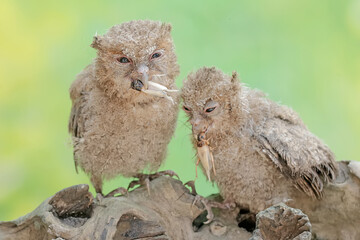 Two young Javan scops owls are preying on crickets. This nocturnal bird has the scientific name Otus lempiji.