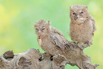 Two young Javan scops owls are preying on crickets. This nocturnal bird has the scientific name Otus lempiji.