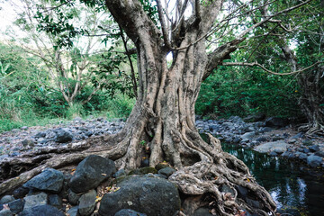 Fototapeta premium Majestic Tree in a Verdant Forest Setting