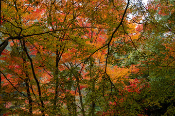 世羅の今高野山龍華寺