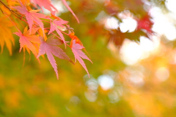 朝日を浴びる紅葉