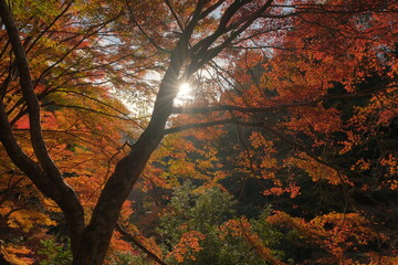 紅葉のスキ間から除く太陽