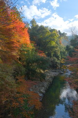 朝日を浴びる紅葉