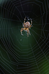 spider on the web