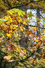 autumn leaves on a tree