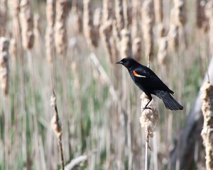 Red-winged blackbird sitting on a reed