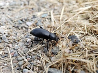 Black Beetle on a Rocky Path