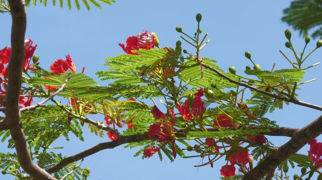 Fiery red and orange flame tree flowers gently swaying in the breeze, tropical island blooms