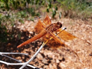 Vibrant Dragonfly Close-Up