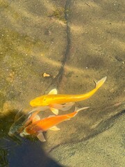 Golden Koi in Clear Pond