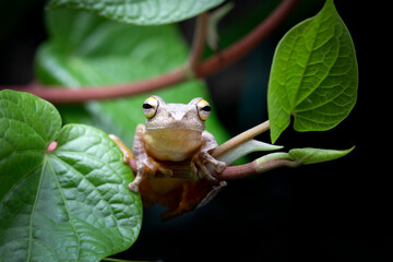 Rhacophorus margaritifer or Java flying frog on leaves, Javan flying frog on branch isolated on natural background, Indonesian tree frog in rainforest