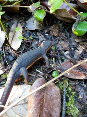 California Newt in Leaf Litter