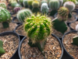cactus photography tropical home interior gardening inspiration