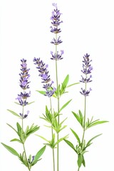 Fototapeta premium Three lavender sprigs, purple flowers, green leaves.